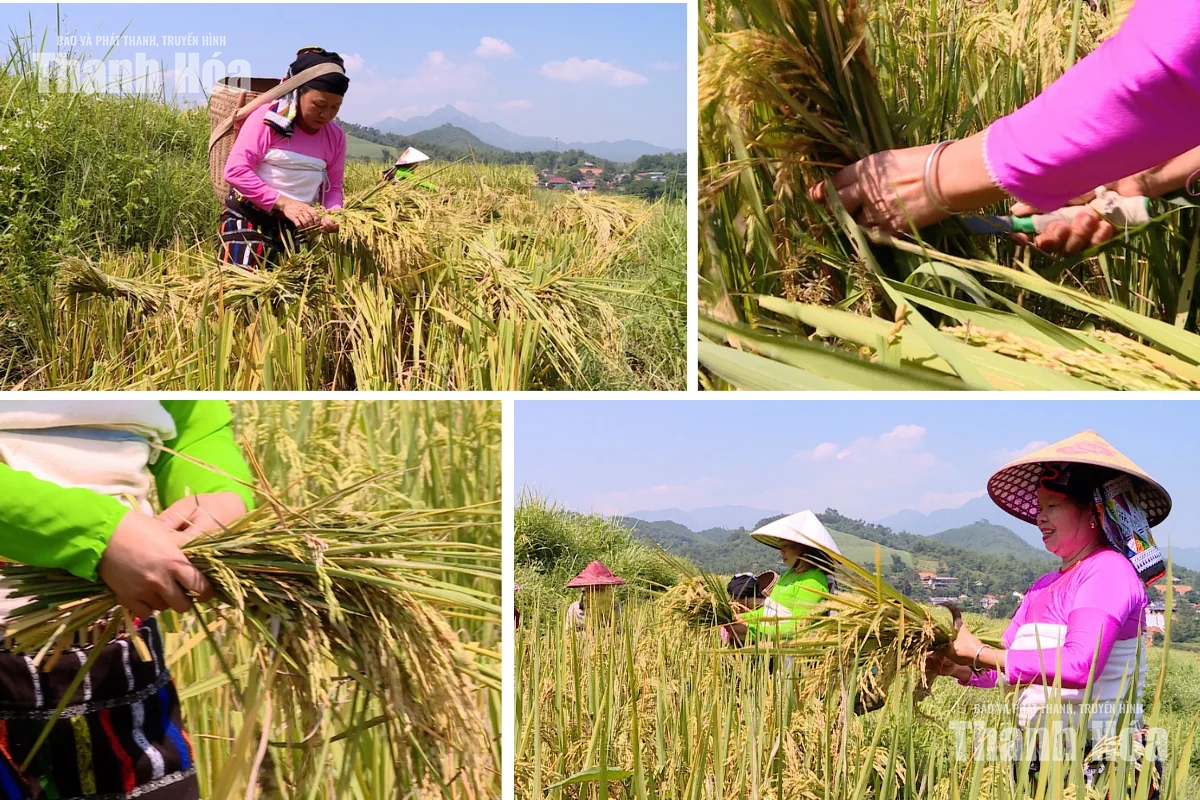 [E-Magazine] Mùa vàng trên rẻo cao