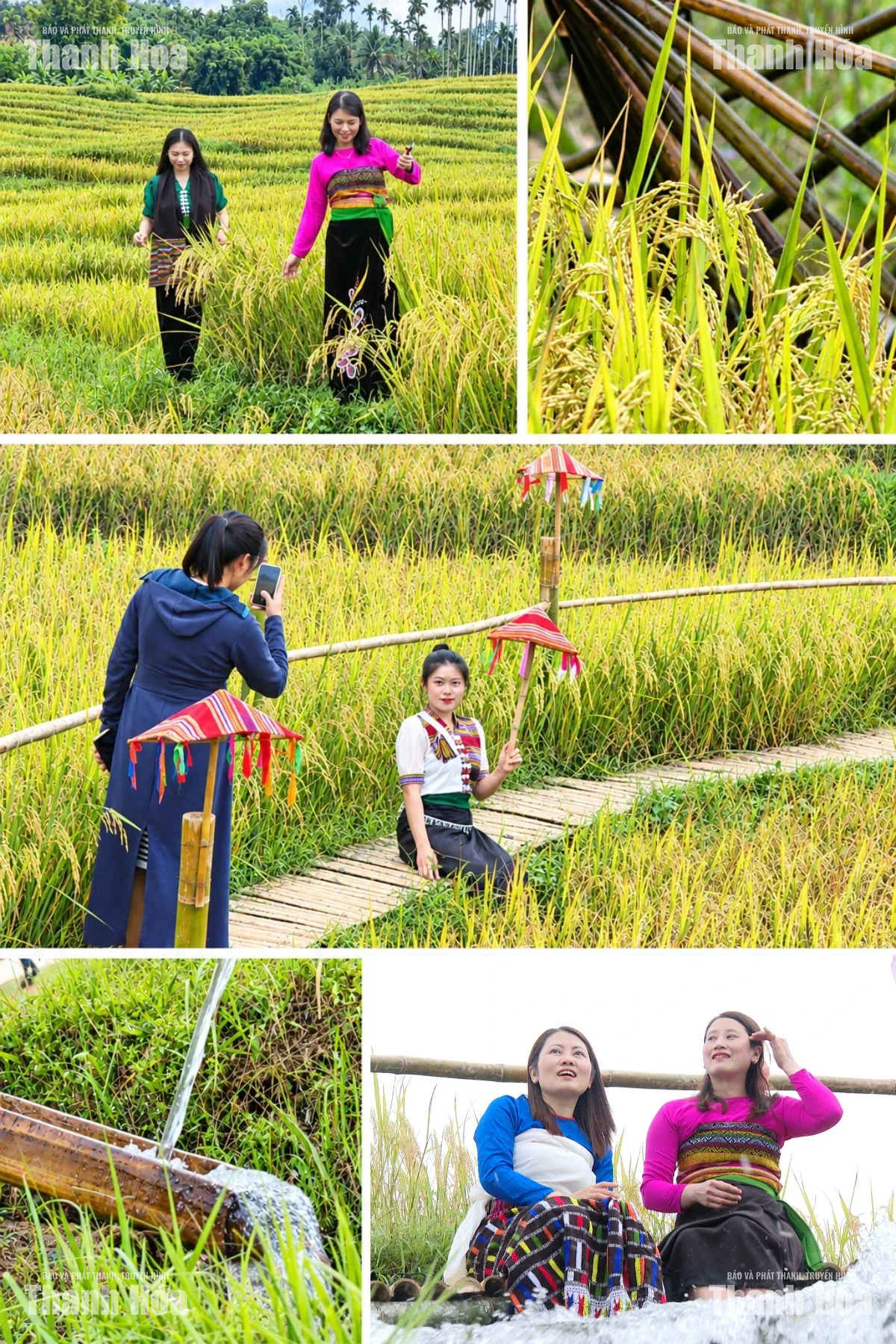 [E-Magazine] Mùa vàng trên rẻo cao