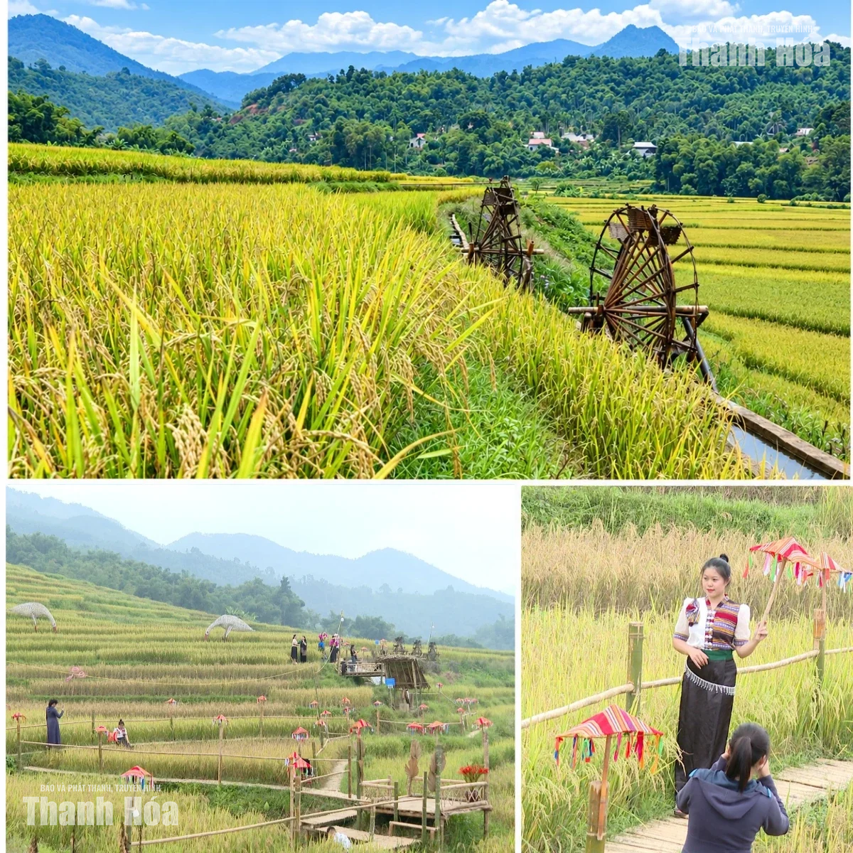 [E-Magazine] Mùa vàng trên rẻo cao