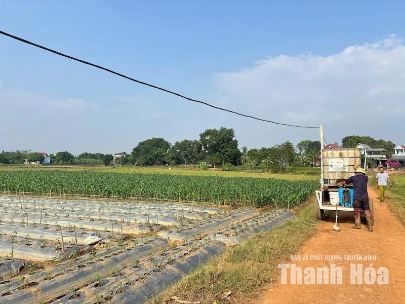 Xã Kim Tân đẩy nhanh tiến độ sản xuất vụ Đông 2026-2027
