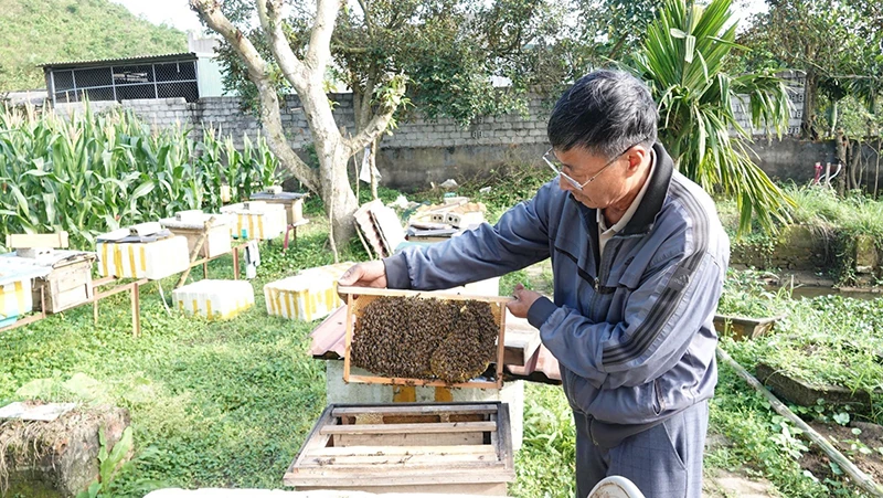 Vị ngọt thắp sáng “ước mơ quê”